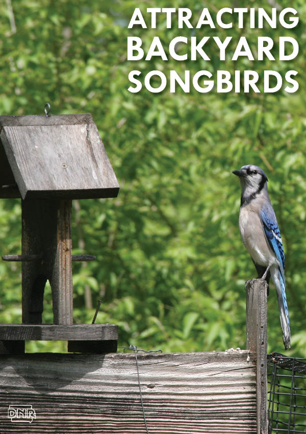 7 ways to attract songbirds to your yard | Iowa DNR